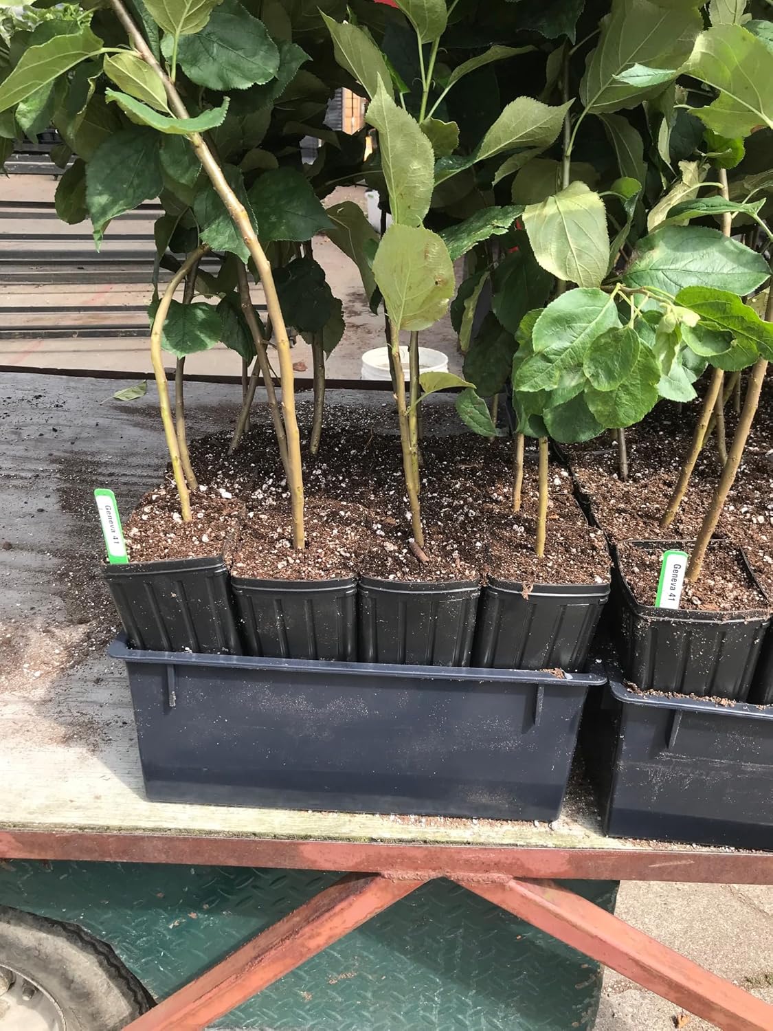 Stuewe & Sons – Mini Treepot Growing Kit - TP49 – 4” x 9.5” Pots with 6” Deep Holding Trays – 2 Pack