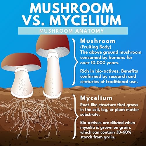 Miniatura 5 de Bold Botanica Cápsulas orgánicas de suplemento de melena de leones – 100% extracto dual de cuerpo fructífero – 115 mg de beta-glucanos – Extracto de