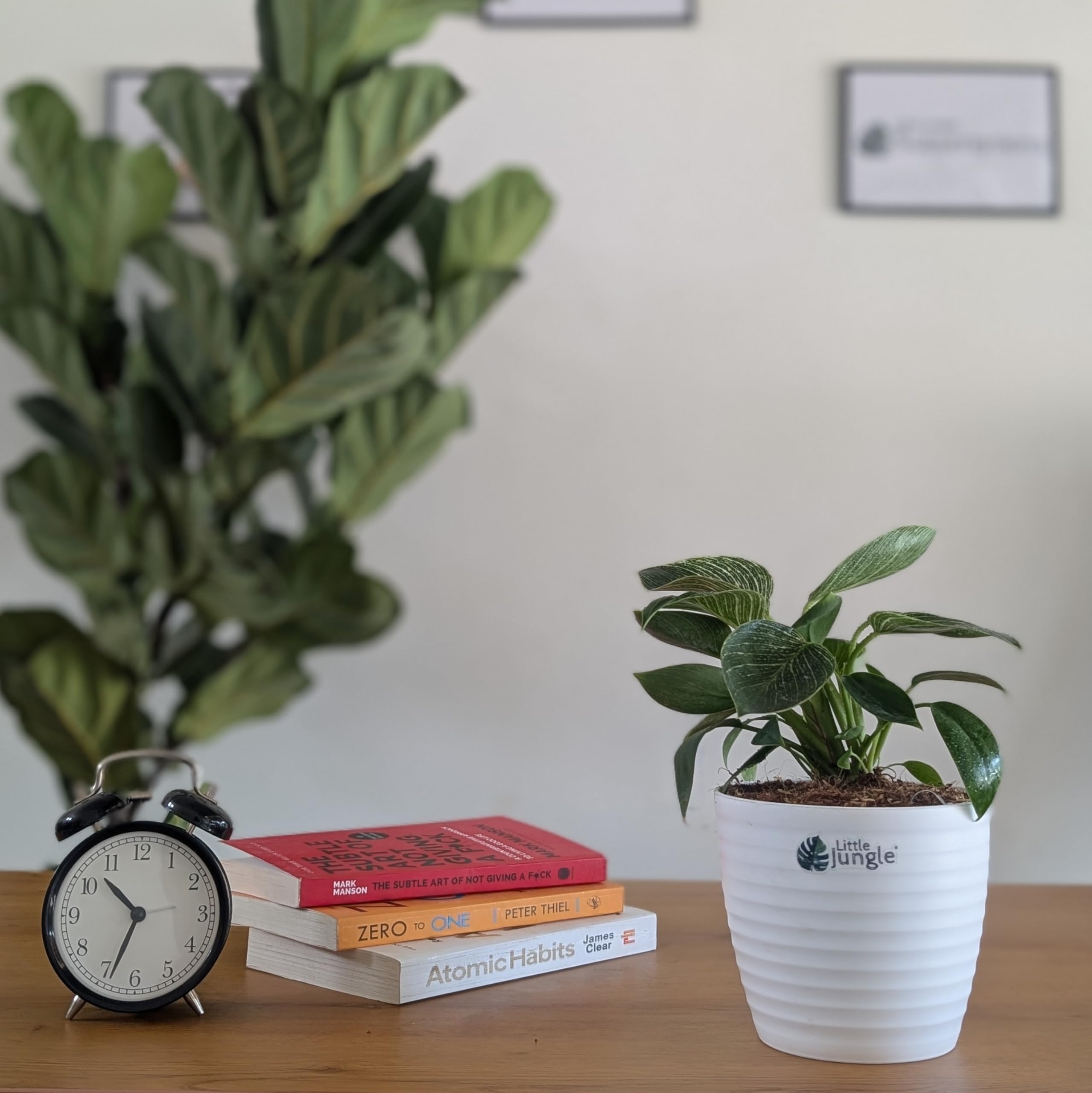 LittleJungle Philodendron Birkin - Live Plant with 5.5 Inches White Decor Pot | Indoor Plants For Home | Live Plants Indoor | Air Purifying Plant | Live Plant With Pot For Home Decor |