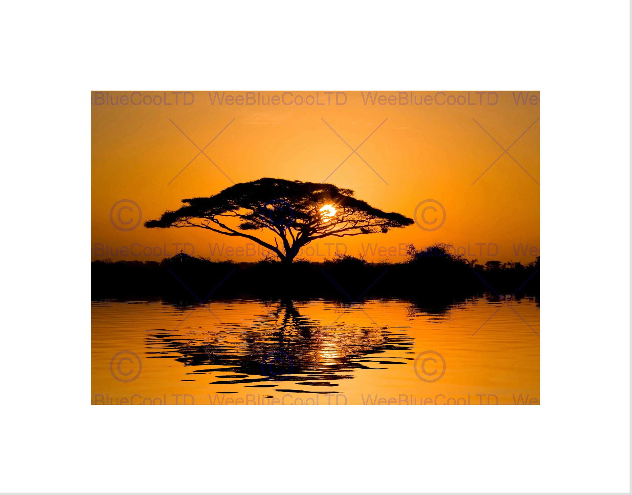 Wee Blue Coo Dt Acacia Tree At Sunrise Art Wall Art Print