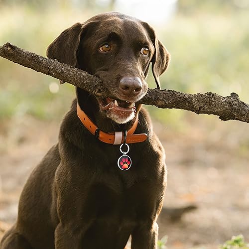 Miniatura 6 de Etiquetas de perro con código QR personalizadas para mascotas, etiqueta de identificación de perro, etiqueta de nombre de perro, etiquetas de perro