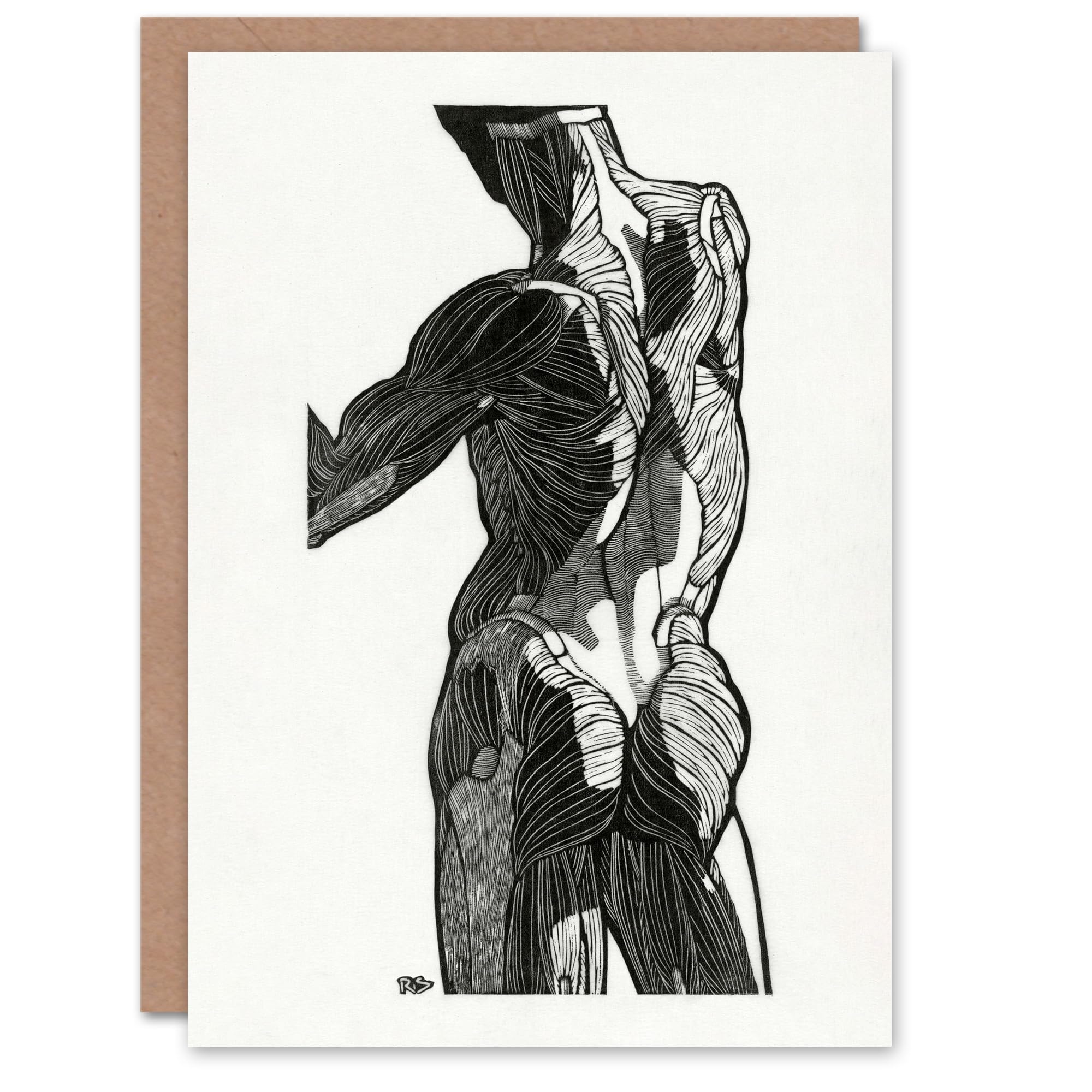 Artery8 Reijer Stolk Art Card Anatomical Study Of Gluteal Muscles