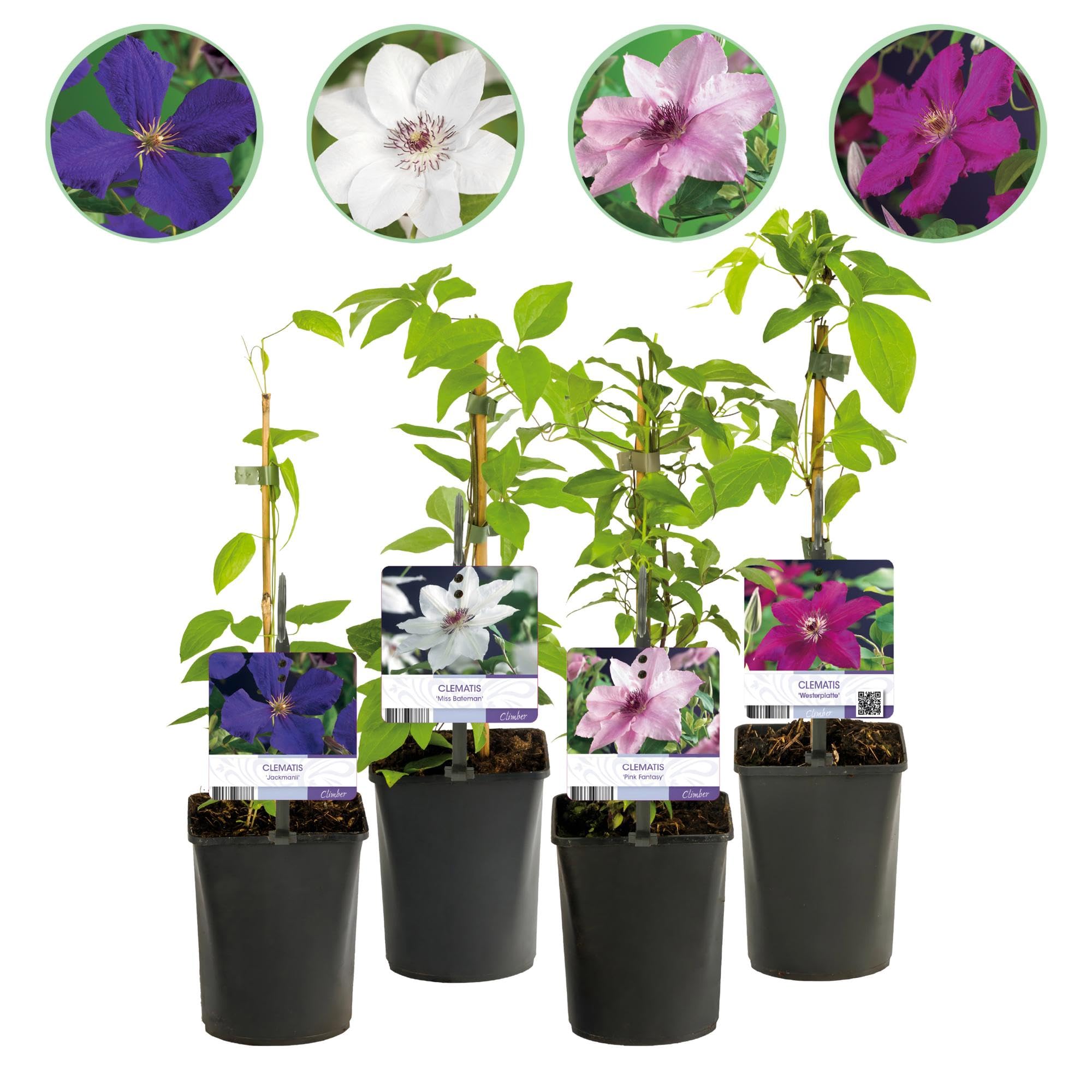 Plantas Trepadoras Clematis para Jardín, Multicolor, Set de 4, 40cm