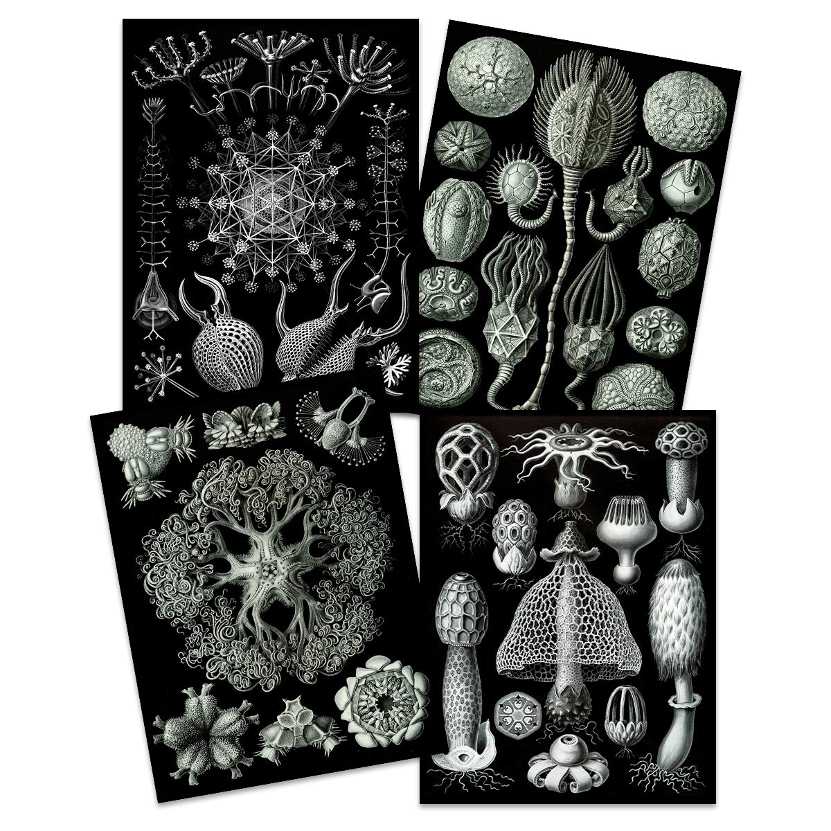 Ernst Haeckel Kunstformen Der Natur Plates Nature Vintage Biology Black White Art Print Poster Home Decor Premium Pack of 4