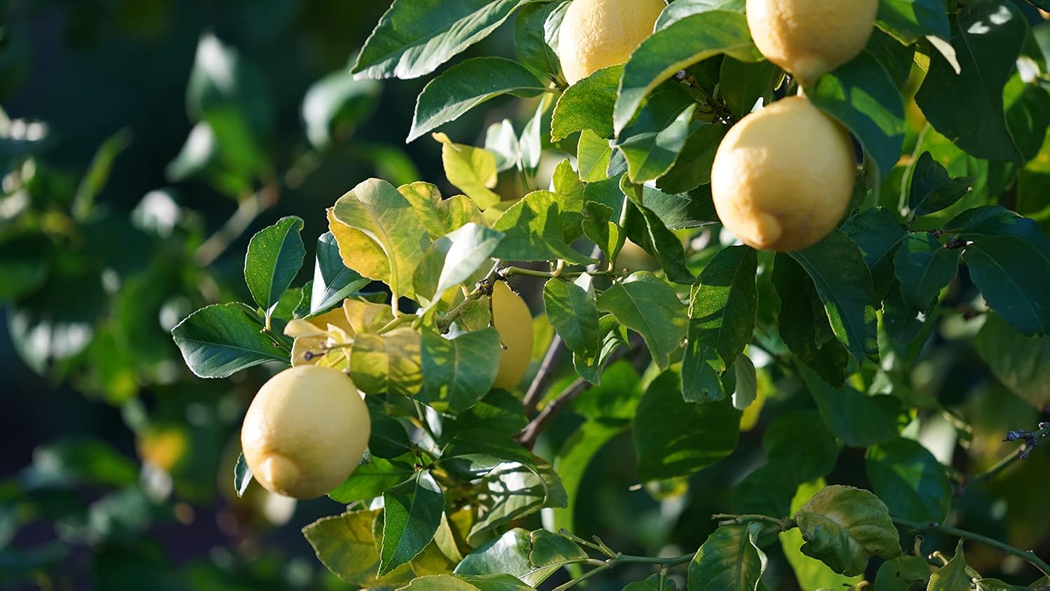 Fresh Organic Lemons from California Farm - 5lbs - Just-Harvested Non-GMO Unsprayed Unwaxed Uncoated Veganic Chemical-Free - Lisbon Lemon Variety for Juicing, Zesting, Cleansing, Baking, Cooking, Limoncello - Zava Ranch