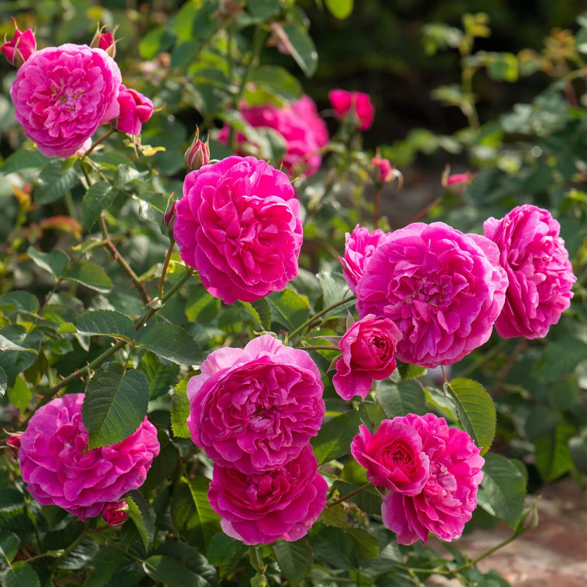 Aiden Gardens Rare Grafted English Rose Plant Englands Rose Pink Color Double Rose 1 Healthy Live Plant (B093DSN8QQ) Amazon Price History, Amazon Price Tracker