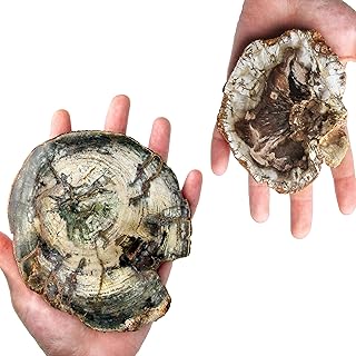 BicBugs Petrified wood fossilized prehistoric polished slice Madagascar (Large)