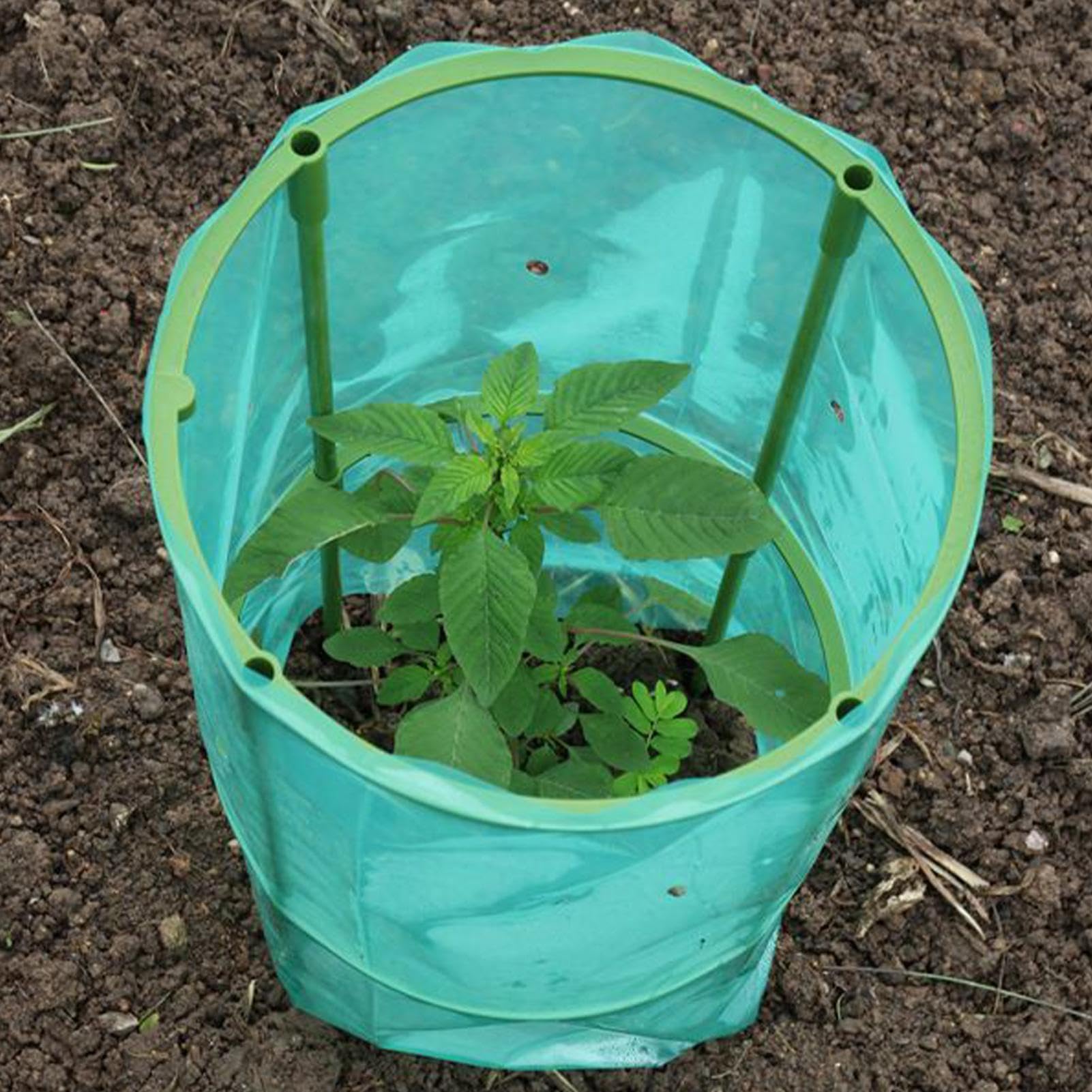 Cloches pour 4 Pièces Cage Respirante Réutilisable | Cloches Pour Et Au Jardin Adapté aux myrtilliers légumes fruits potager surélevé balcon urbain et verger