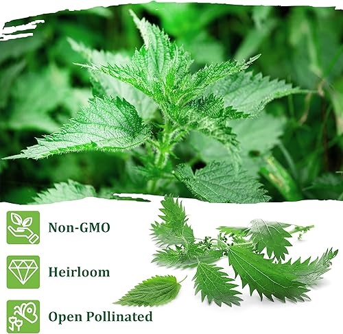 Miniatura 5 de TKE Farms - Semillas de ortiga picante para plantar, Urtica dioica, 500 mg  2000 semillas
