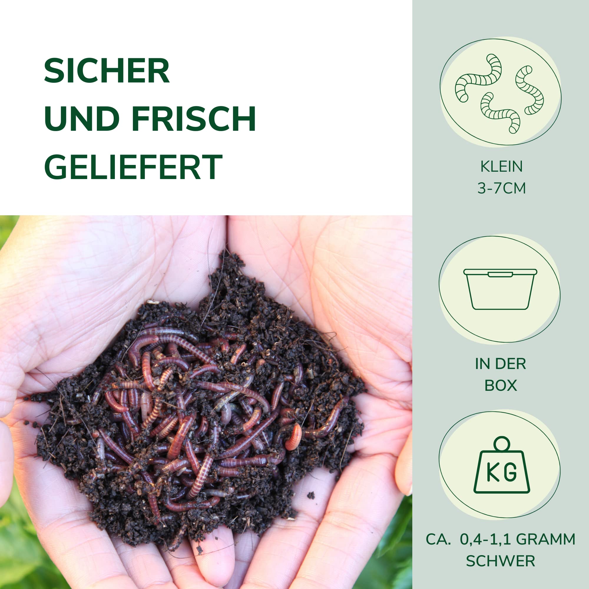 Futterwürmer - Klein - für Aufzucht junger Kleiner Fische, Vögel, Amphibien, Reptilien und Säugetiere, Anzahl:2000 STK./Eimer