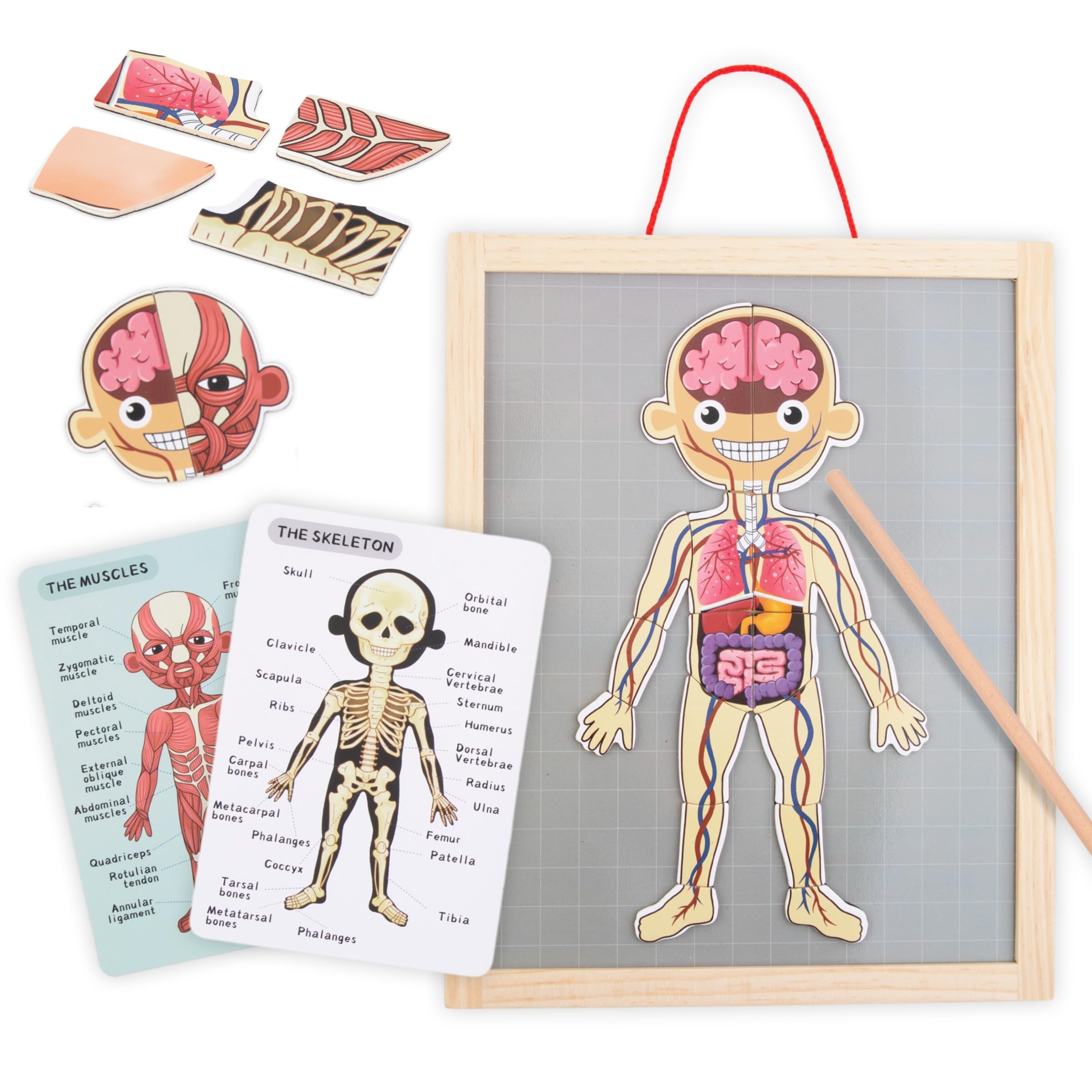 Mamabrum, Puzzle Magnétique - Apprentissage de l'Anatomie - Corps Humain, Grand Tableau Magnétique, 2 Cartes Double Face, 1 Index, Enseigne la Structure du Corps, Puzzle Anatomique pour Enfants