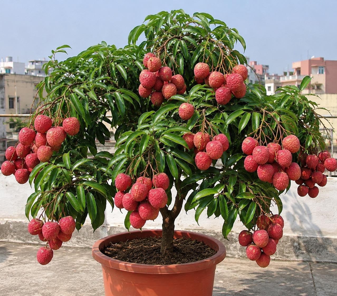 All Time Healthy Tezpur Litchi Plant Tropical Rare Exotic Dwarf Air Layered Lychee Tree (height 1-2 Feet) Litchi Plant Hybrid All Seasons Live Fruit Plant For Home Garden (Pack of 1 live fruit plant)-image-19