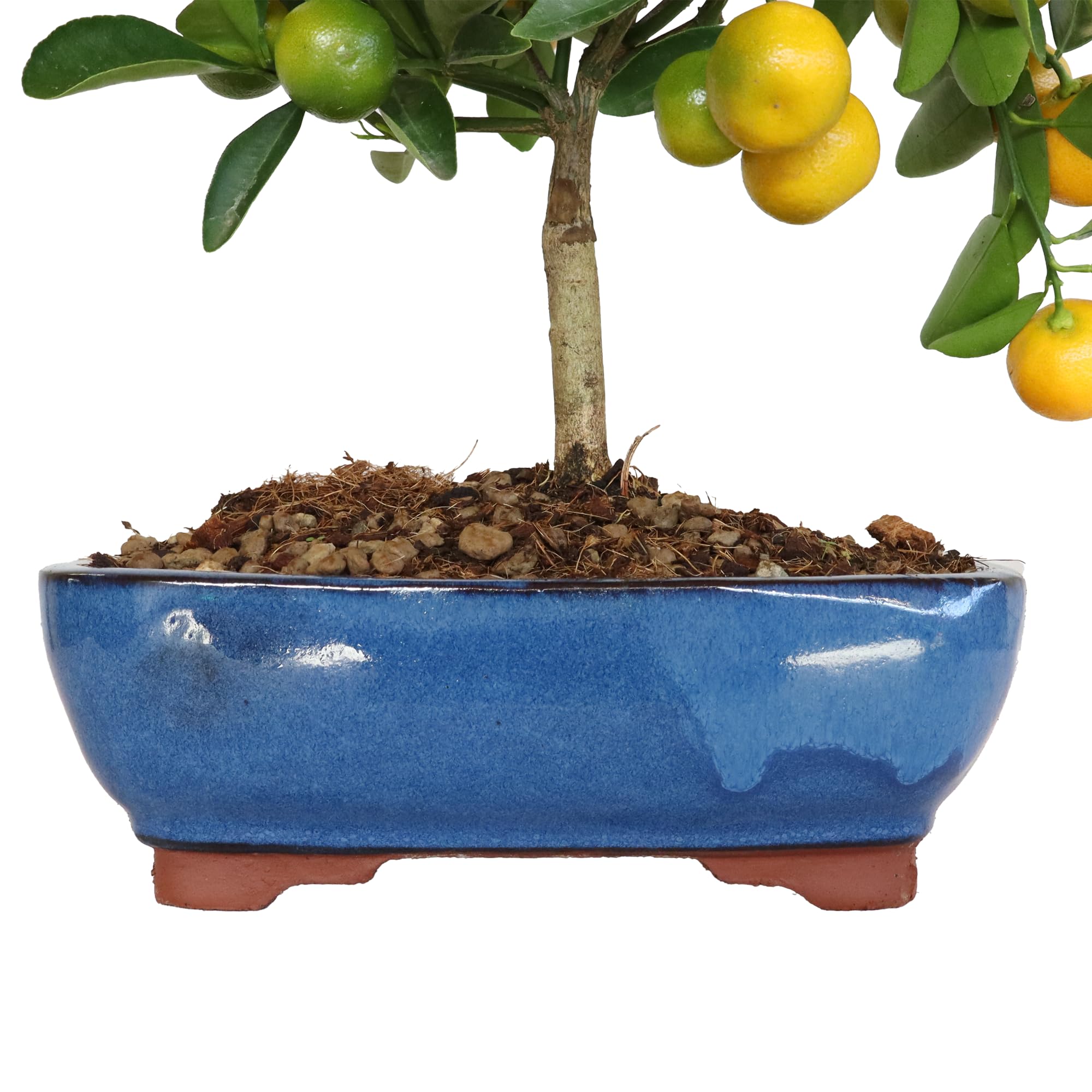 KENTIS - Bonsái Citrus Mitis Calamondino - Bonsái Mandarín Enano - Planta de Exterior - Maceta de Cerámica - H 35-40 cm Maceta Ø 21 cm