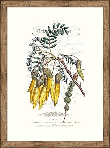 Amanti Art Framed Wall Art Print 44x32 Flower Garden Varietals III by Vision Studio, Flowers Wall Art, Vintage Decor, X-Large Poster Painting