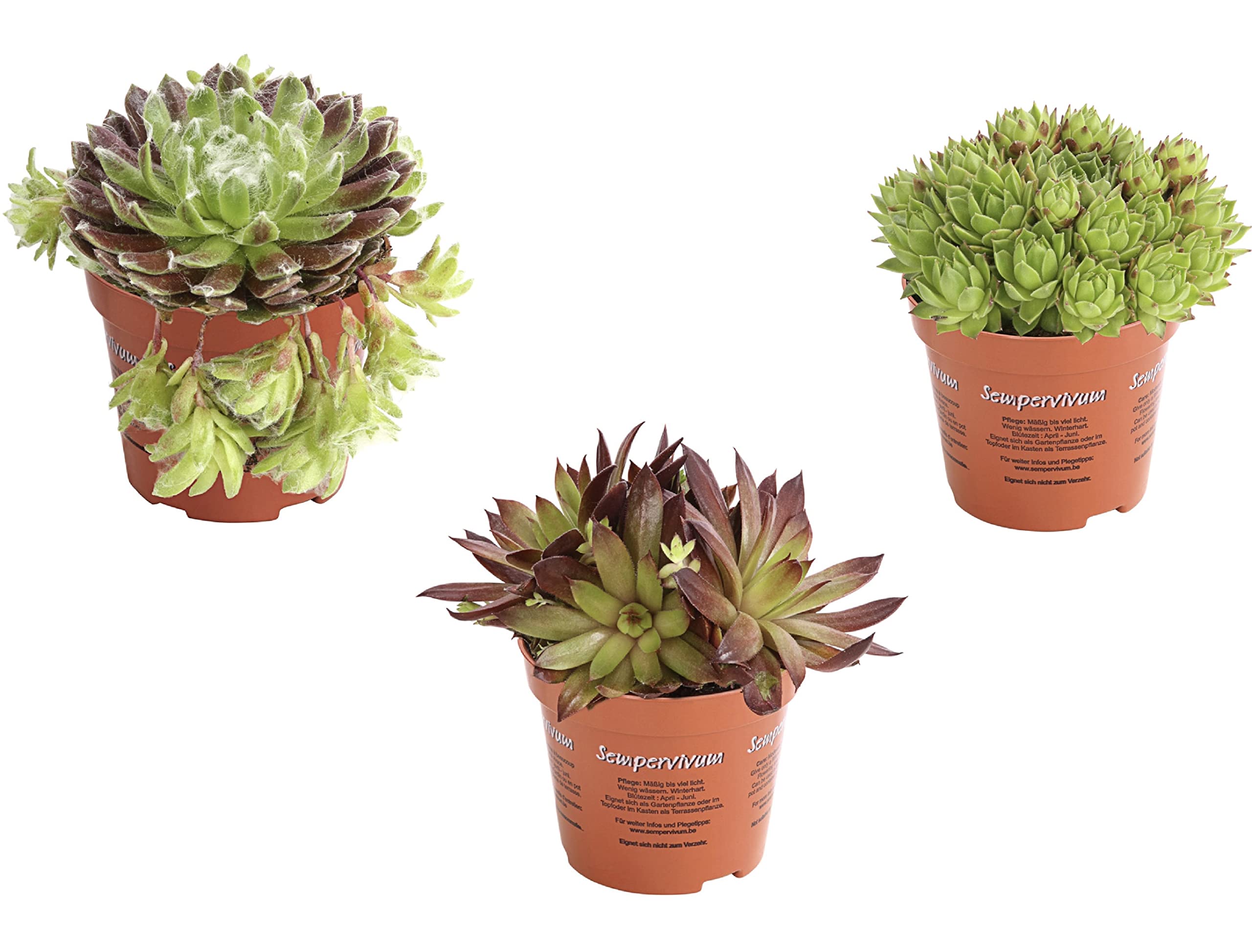 3 x Garden Sempervivum Real Plants Set of 3 Hardy in 9cm Pot - Succulent Plants Hen and Chicks