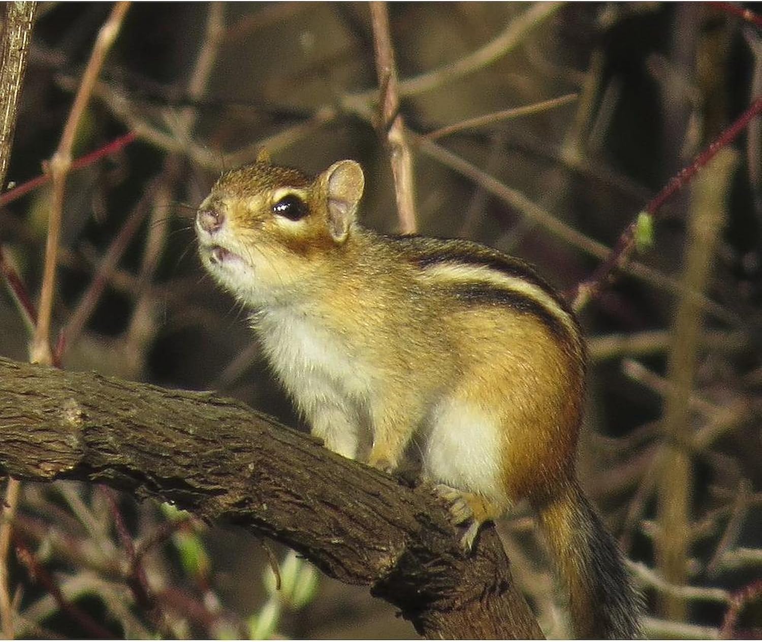 CafePress Curious Chipmunk Throw Blanket Super Soft Fleece Plush Throw Blanket, 60"x50"
