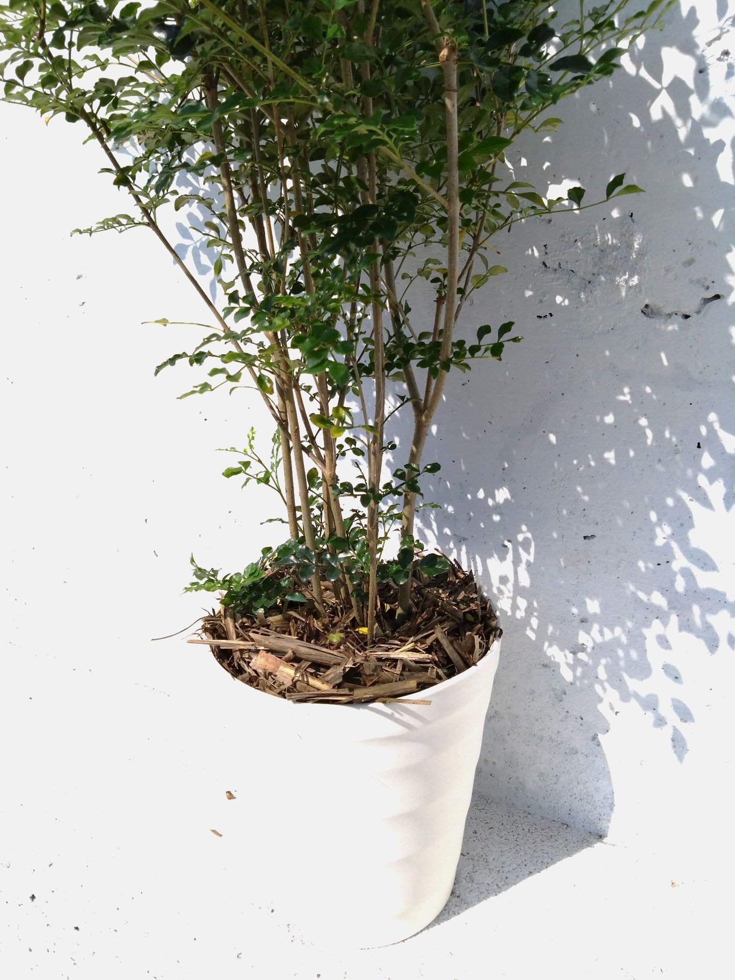 観葉植物　　観賞用　シンボル Amazon.co.jp: シマトネリコ 樹高1m 苗 本物 シンボルツリー