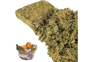 Natural Decorative Moss for Crafting and Home Décor