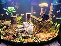 Review Image by Stephie Jay Stephie Jay