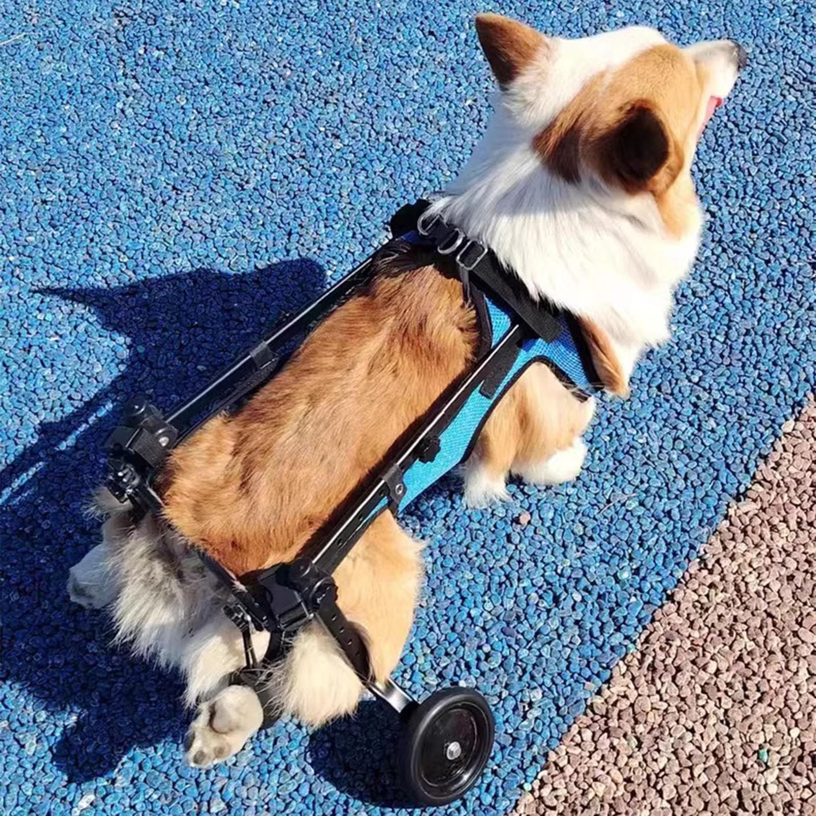Chariot pour chiens handicapés avec support réglable et léger des pattes arrières