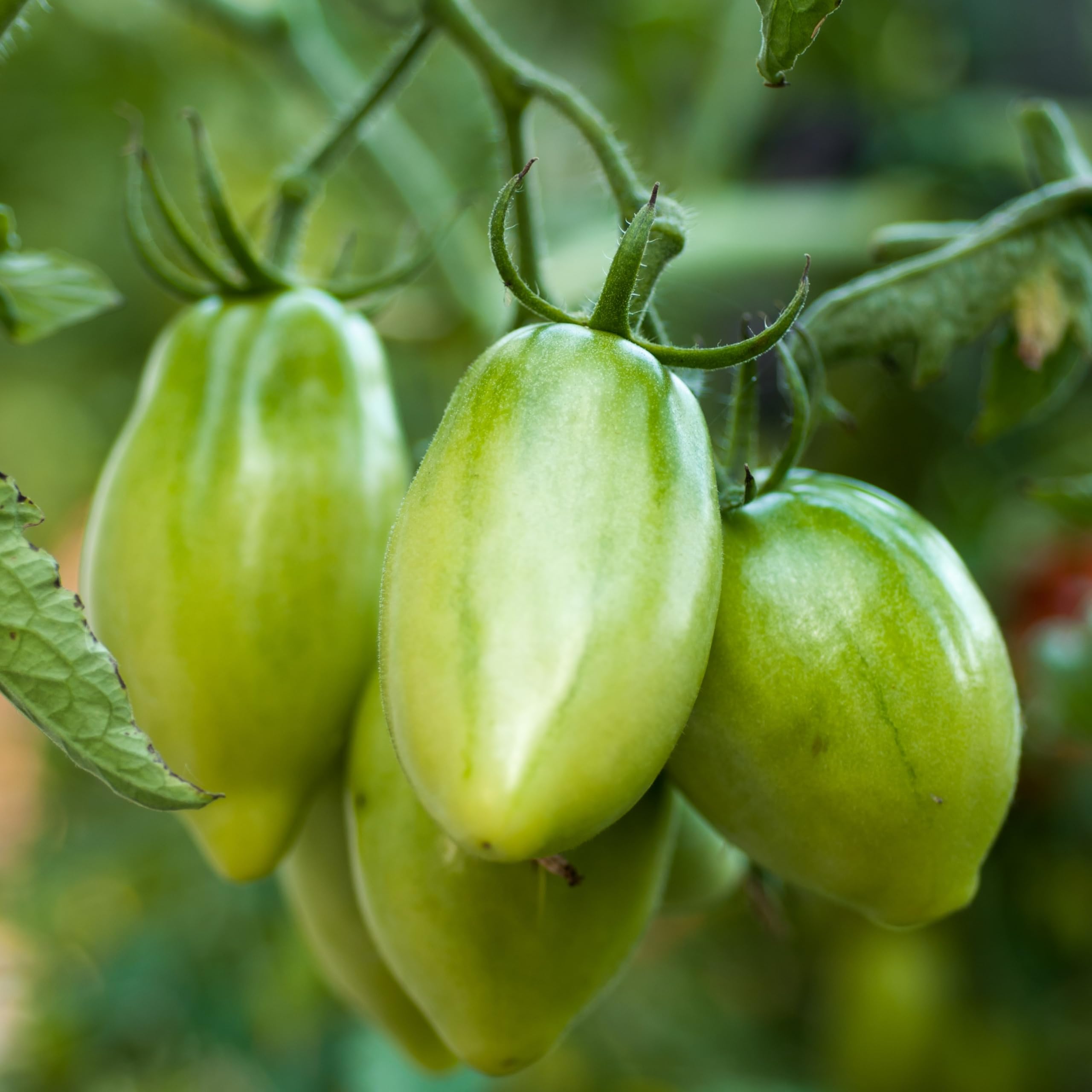 PREMIER SEEDS DIRECT Vegetable Tomato Artisan Green Tiger (Tomato Artisan Green Tiger, 100 Seeds)