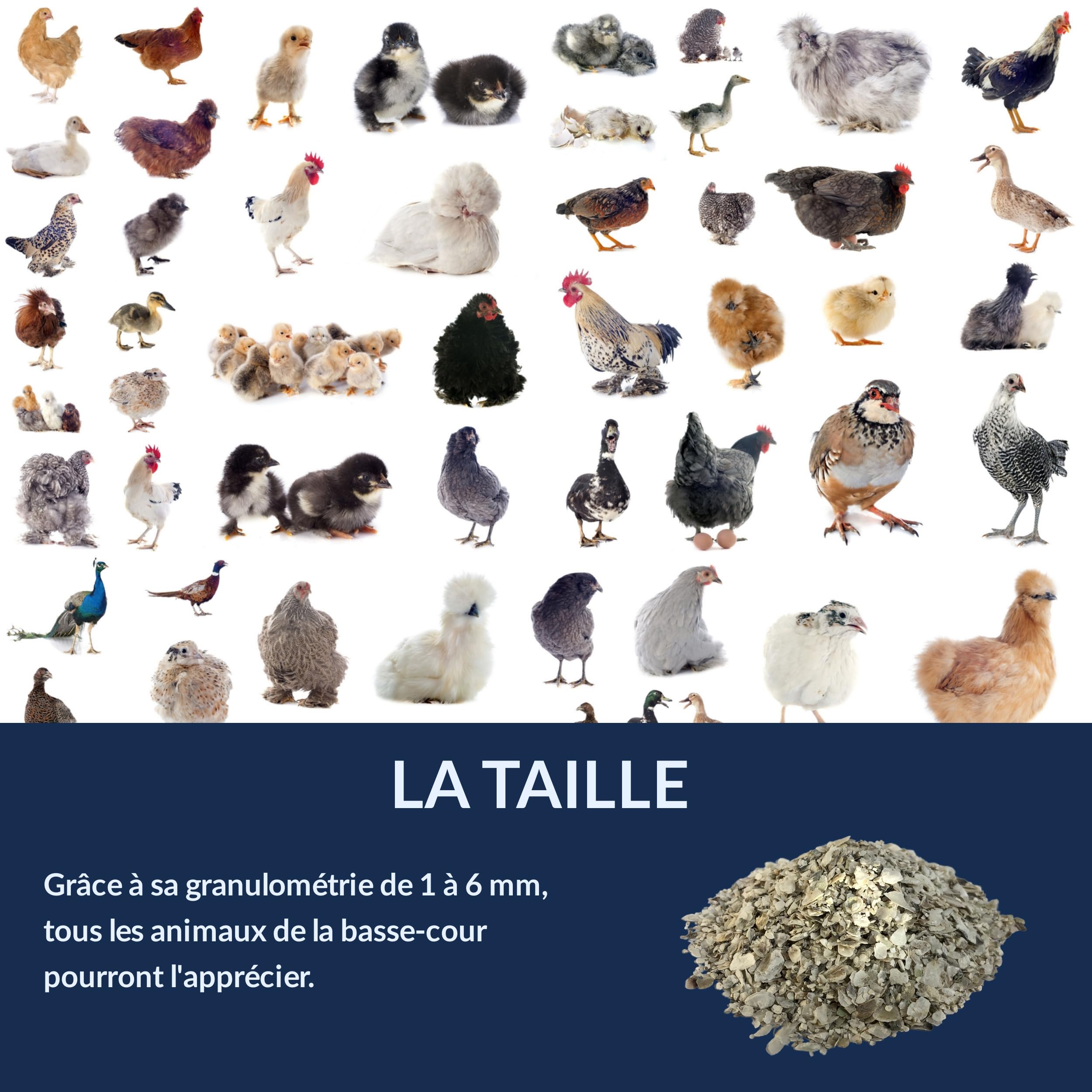 Chick'N Deluxe Calcium Booster 4Kg Coquilles Huîtres Poules Pondeuses