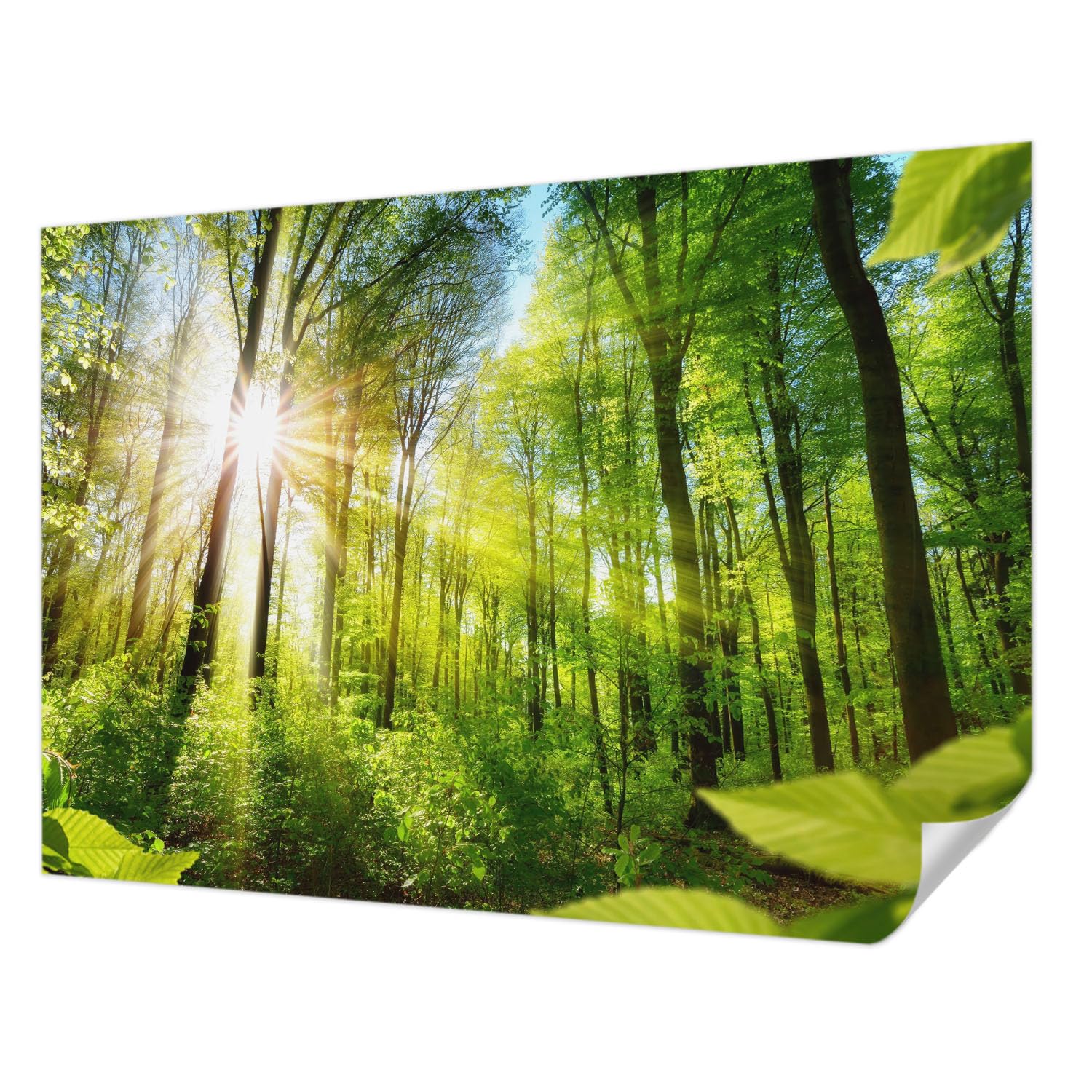 Papier Peint Autocollant Résistant aux Taches Tulup Lumière de forêt 208x146