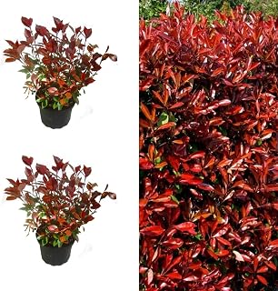Photinia Little Red Robin x 2 Plants in 9cm Pots 15-20cm in Height - Evergreen Shrub for The Garden (2 Plants)