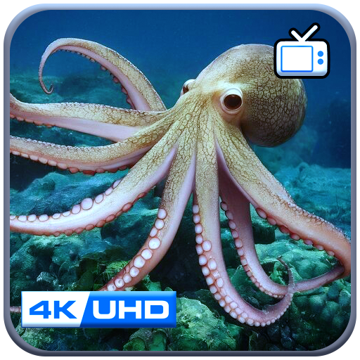 Anmutiger Oktopus Aquarium Bildschirmschoner