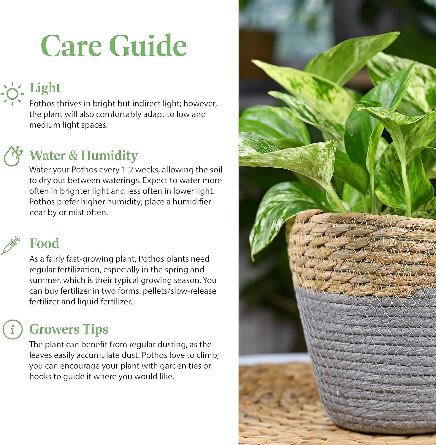 zz raven plant Raven ZZ Plant (Zamioculcas Zamiifolia) main image 0