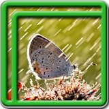 Rain Live Wallpapers