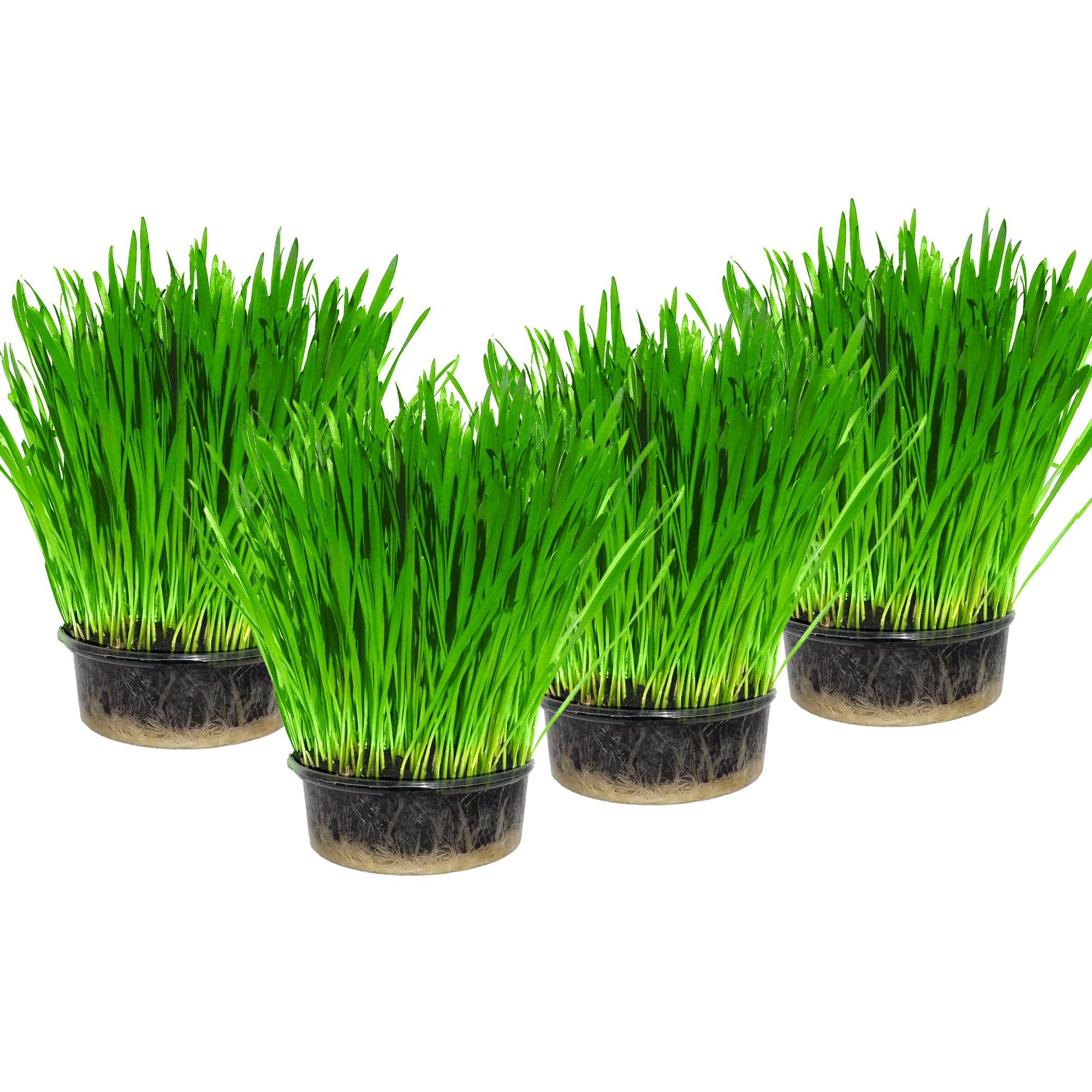 Cat Grass x 4 Pack (Grow your own kits) By Cat FurNature