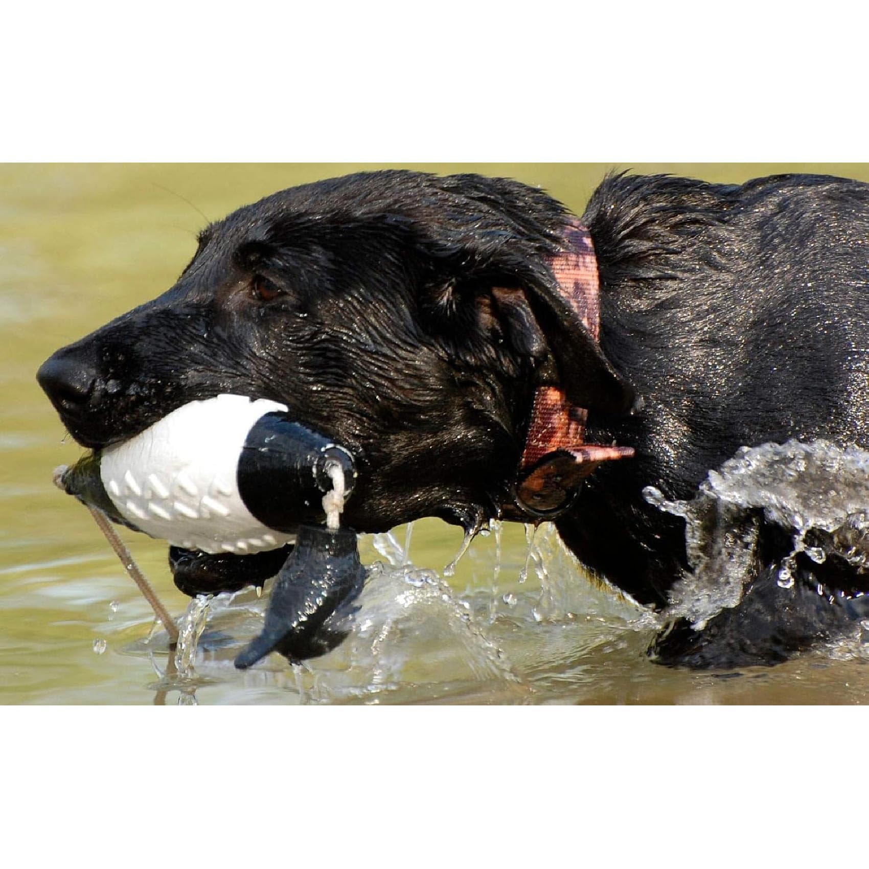 Avery Sporting Dog EZ-Bird Canard Flottant pour Chien Noir/Blanc 19 x 8 x 7 cm