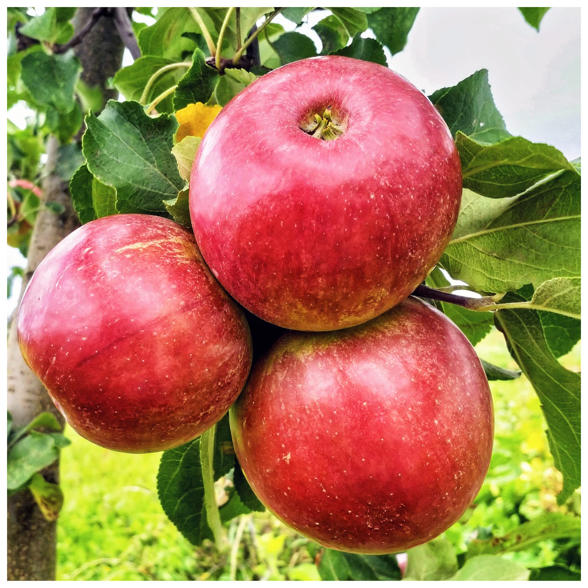 Dwarf Gala Apple Tree