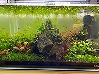 Review Image by joe joe