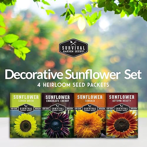 Miniatura 2 de Survival Garden Seeds Colección decorativa de girasoles y bóveda de semillas – Belleza otoñal, oro solar enano, cereza de chocolate, semillas de