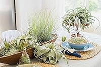 Vista 5 de Air Plant Shop Terrario de manzana con kit de guijarros y plantas de aire Tillandsia - Venta al por mayor y a granel - Suculentas - Tillandsia vivo