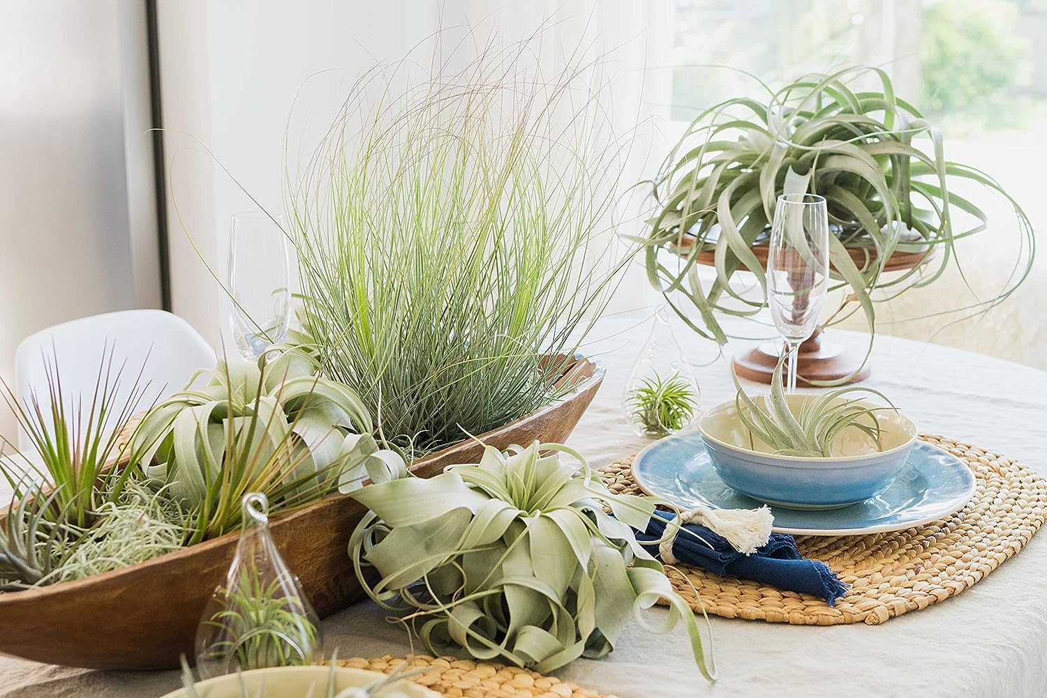 Amazon.com: Air Plant Shop Capsule Terrarium with Moss and Tillandsia Air  Plants - Wholesale and Bulk - Succulents - Live Tillandsia - Easy Care  Indoor and Outdoor House Plants : Patio, Lawn & Garden