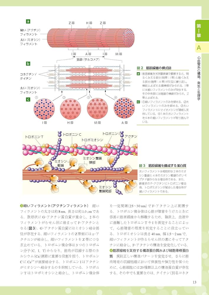 小児・成育循環器学 = Pediatric and Developmental… 小児・成育循環器学 改訂第2版 : Amazon.sg: Books
