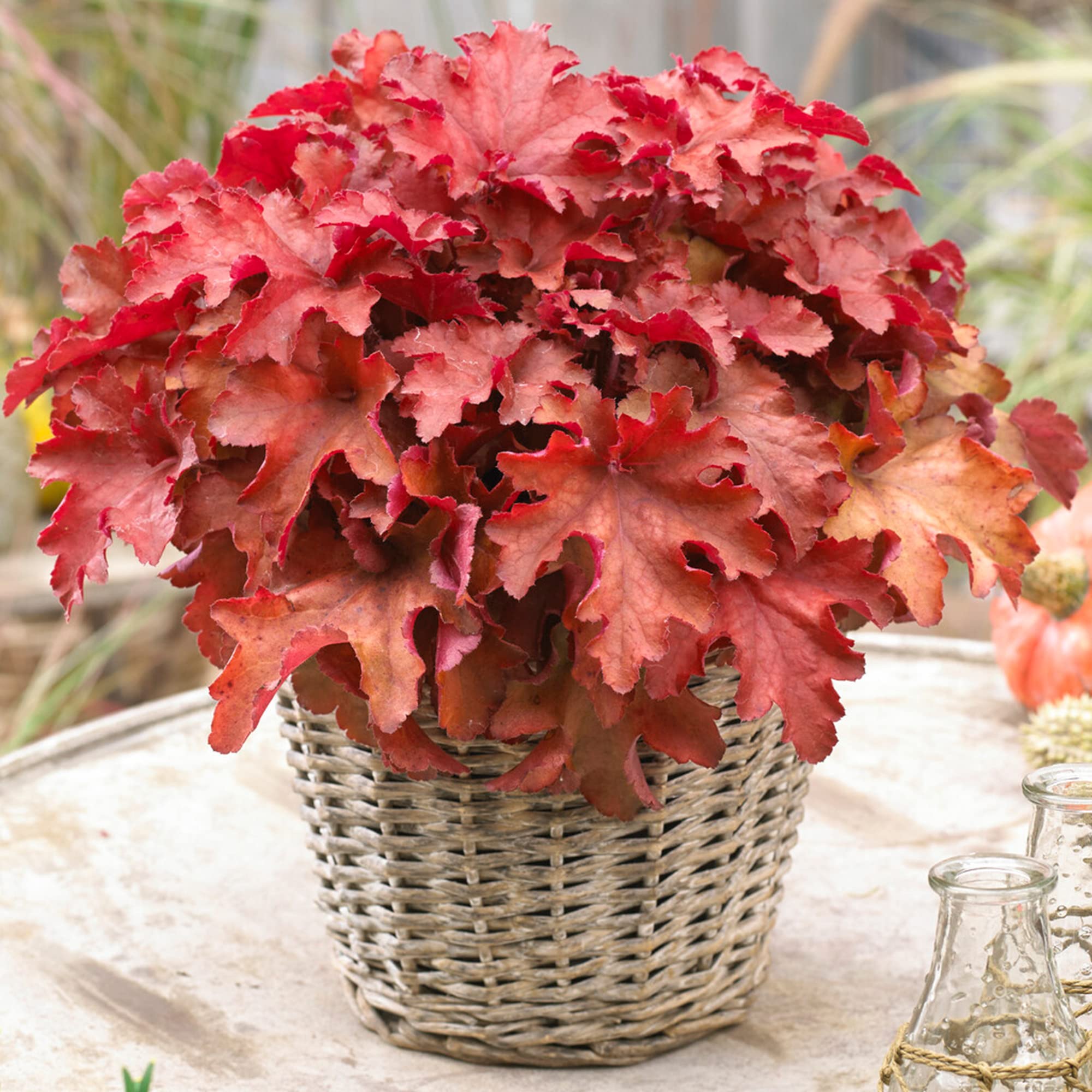 Heuchera Cranberry - Coral Bells Garden Ready Potted Plants - Outdoor Perennial in Pot - Hardy Flowering Plant (9cm Pot, 10-20cm)