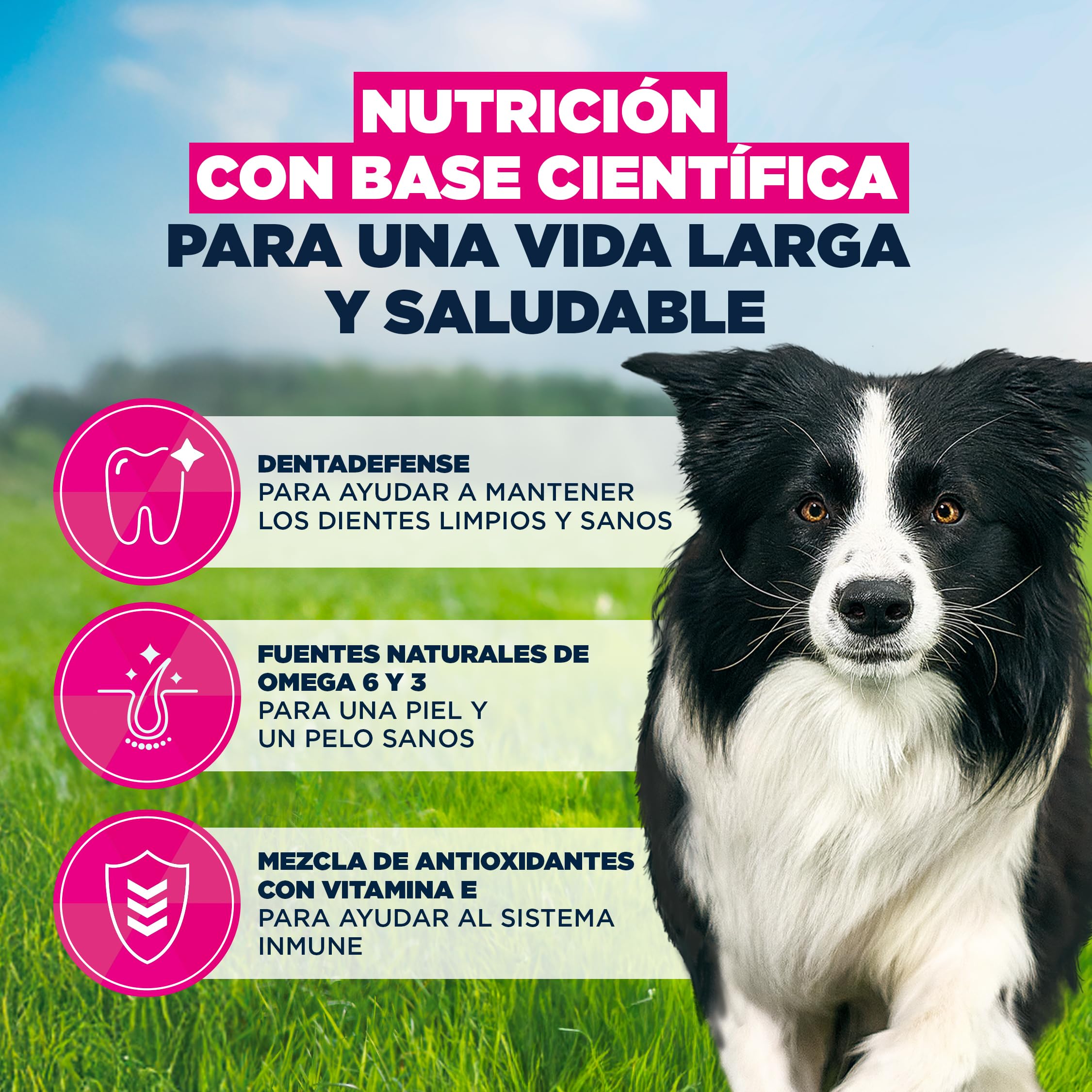 Eukanuba, alimento para Perros con Pollo Fresco para Razas Medianas - Alimento seco Premium para Perros Adultos, 15 kg