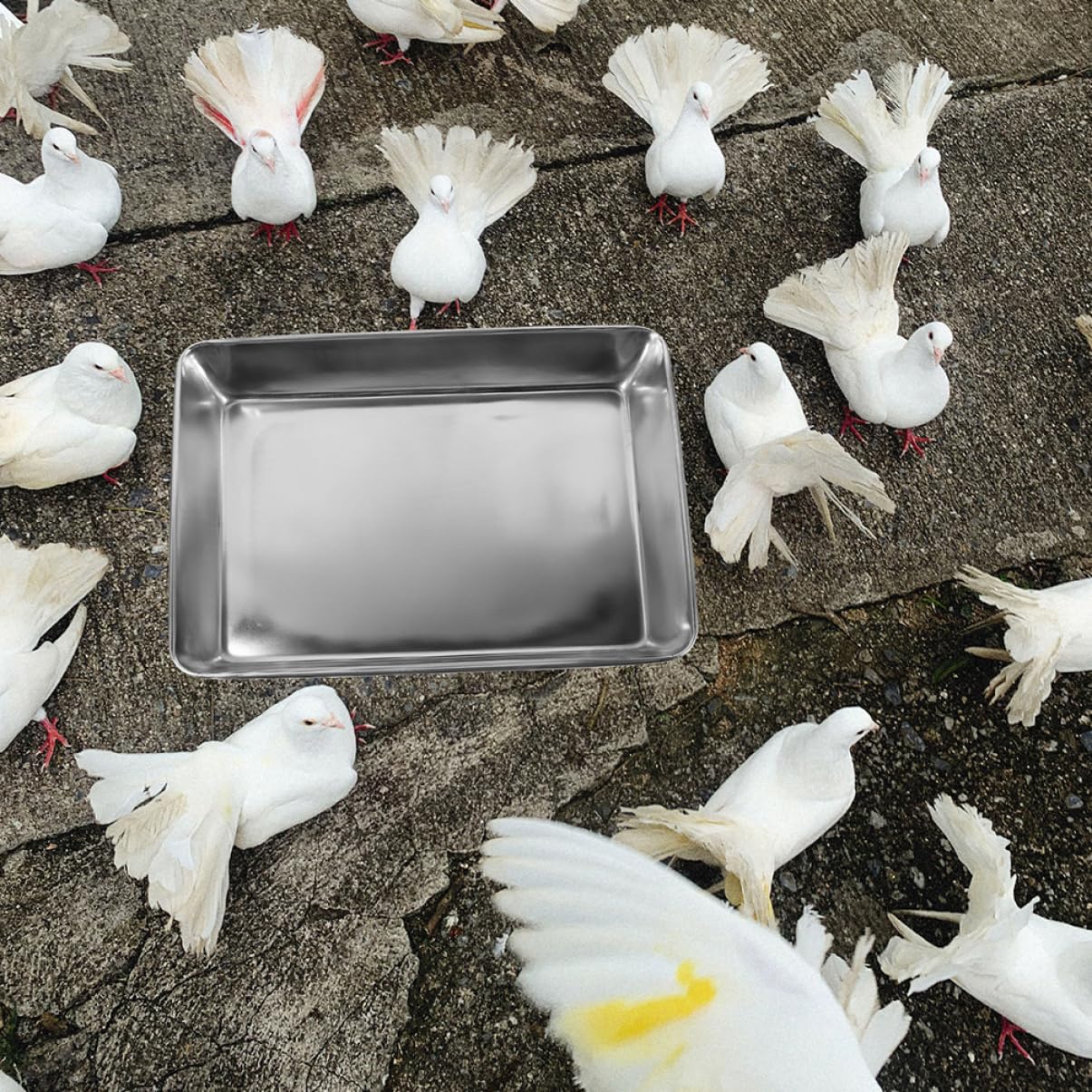Vogeltränke Edelstahl Taubenbadewanne mit Tiefem Design aus Robustem Edelstahl Sichere Vogelbadewanne für Papageien und Tauben im Vogelkäfig Spritzwassergeschützt