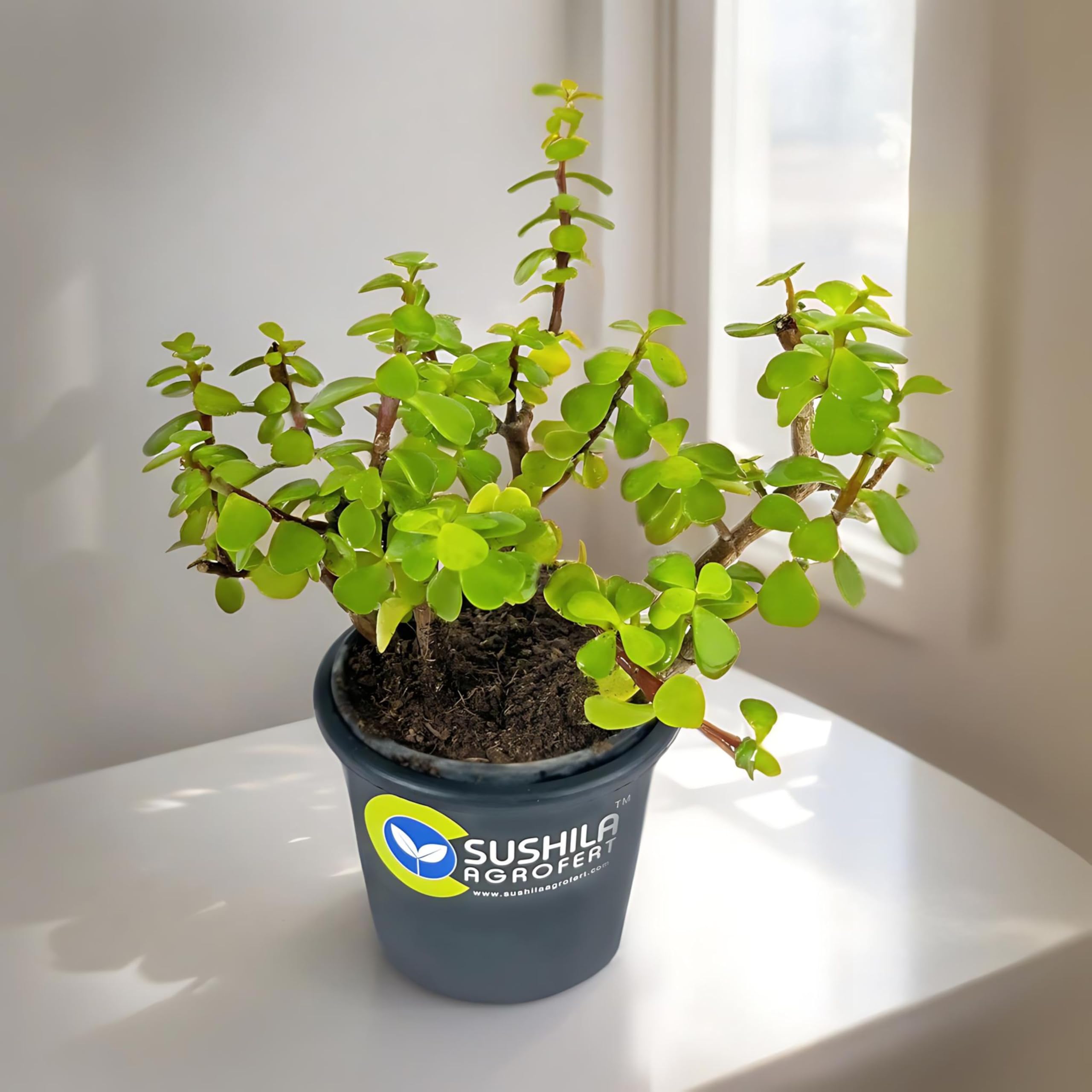 Sushila Agroferts Jade Plant with Pot Good Luck Ornamental Indoor Feng Shui Plant (B0CHQK1W5F) Amazon Price History, Amazon Price Tracker