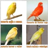 Son pequeños pájaros que suelen tener alrededor de 13 cm de largo. Aunque los verdaderos canarios salvajes son de color bastante apagado, los canarios domésticos que pudimos encontrar en este día son de colores brillantes. Los colores del plumaje que podemos consultar son blanco, amarillo, naranja, cobre, etc.