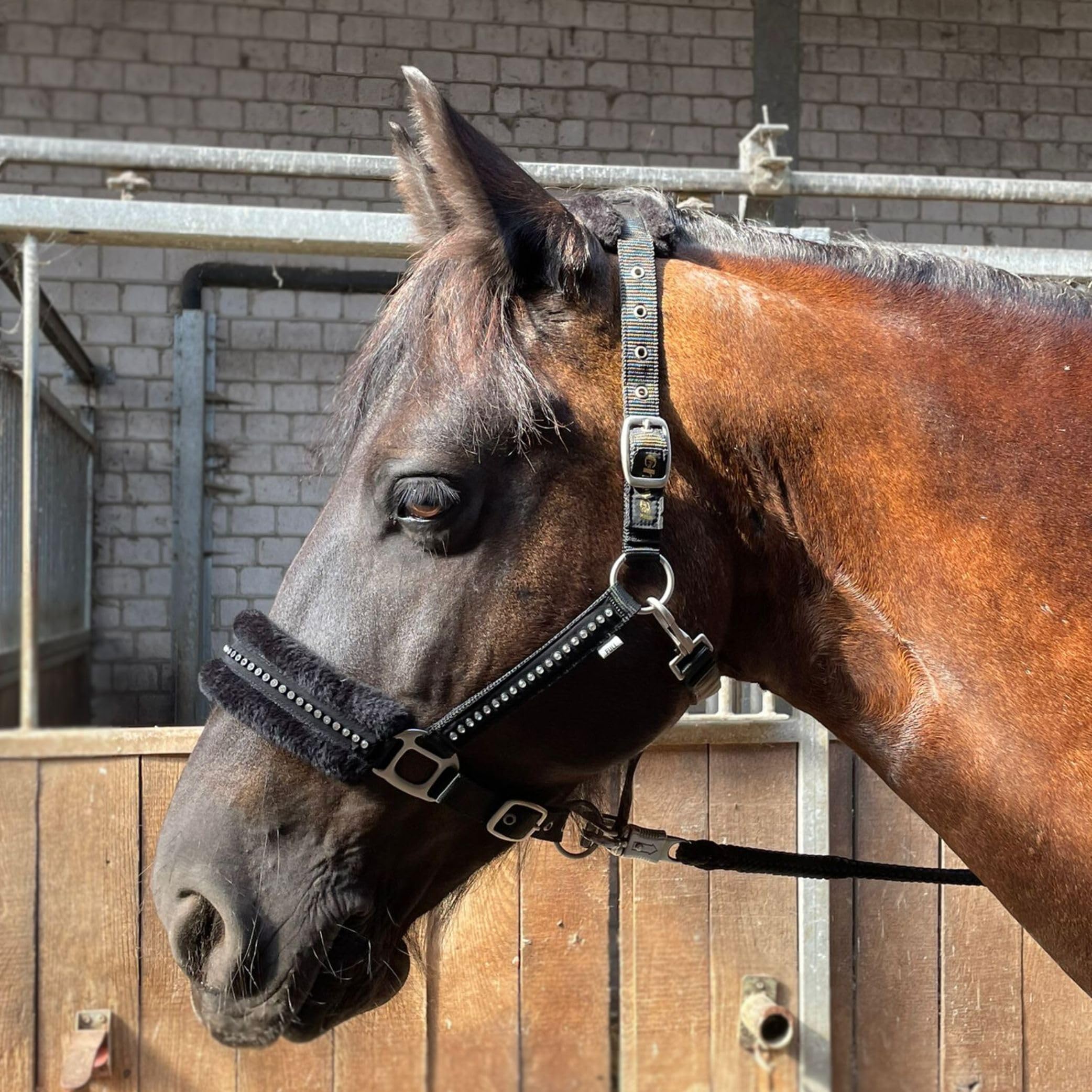 Halfter für Pferde mit Glitzer Steinen, Fell Halfter Pferd in schwarz mit Strass, 2-Fach verstellbar (Schwarz, Shetland Pony (Shetty))
