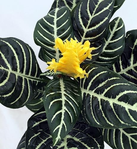 Miniatura 3 de Planta de dos cebra - Aphelandra - Planta de interior exótica e inusual - Maceta de 4 pulgadas