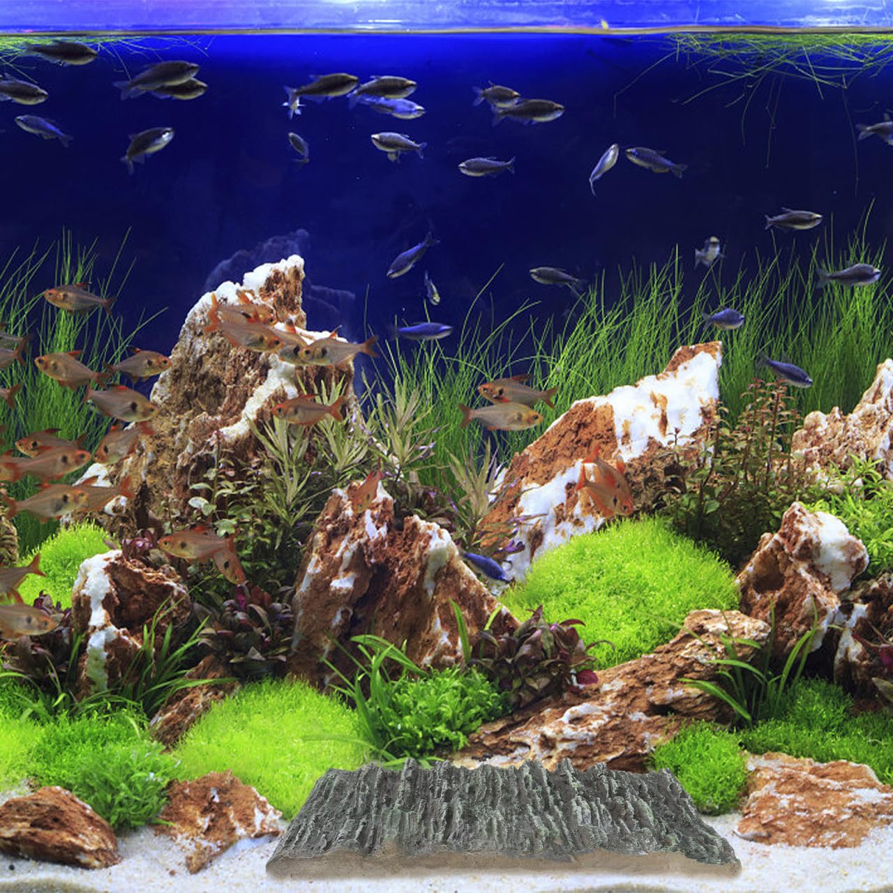 Toddmomy Fish Tank Background Plate - Image 4