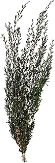 Vickerman Green Lepto Longifolia Bundle 25