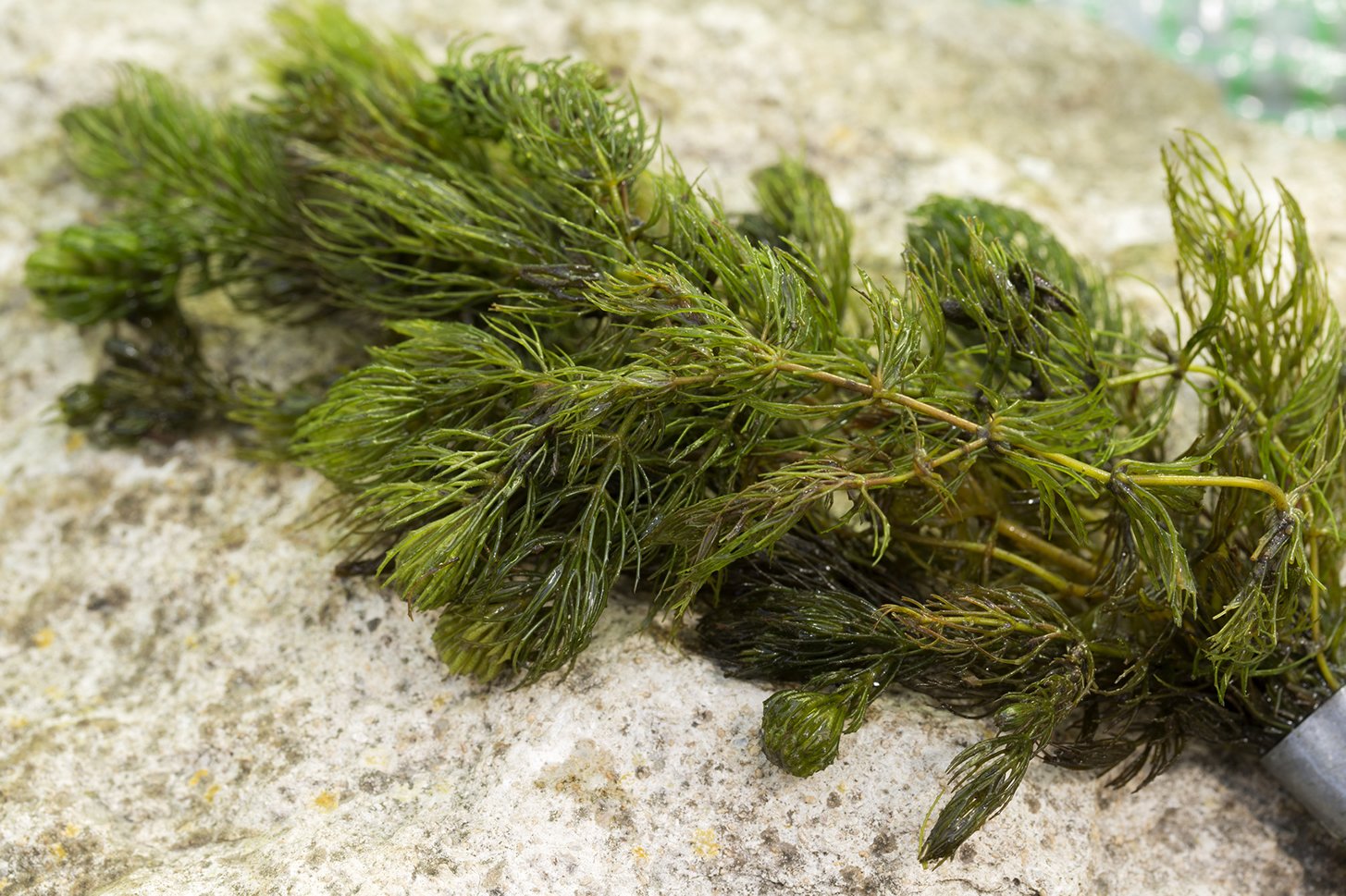 Lincolnshire Pond Plants Ltd Ceratophyllum (Hornwort) Oxygenating Pond Plant - Native Oxygenator (50 Bunches) โ image 1