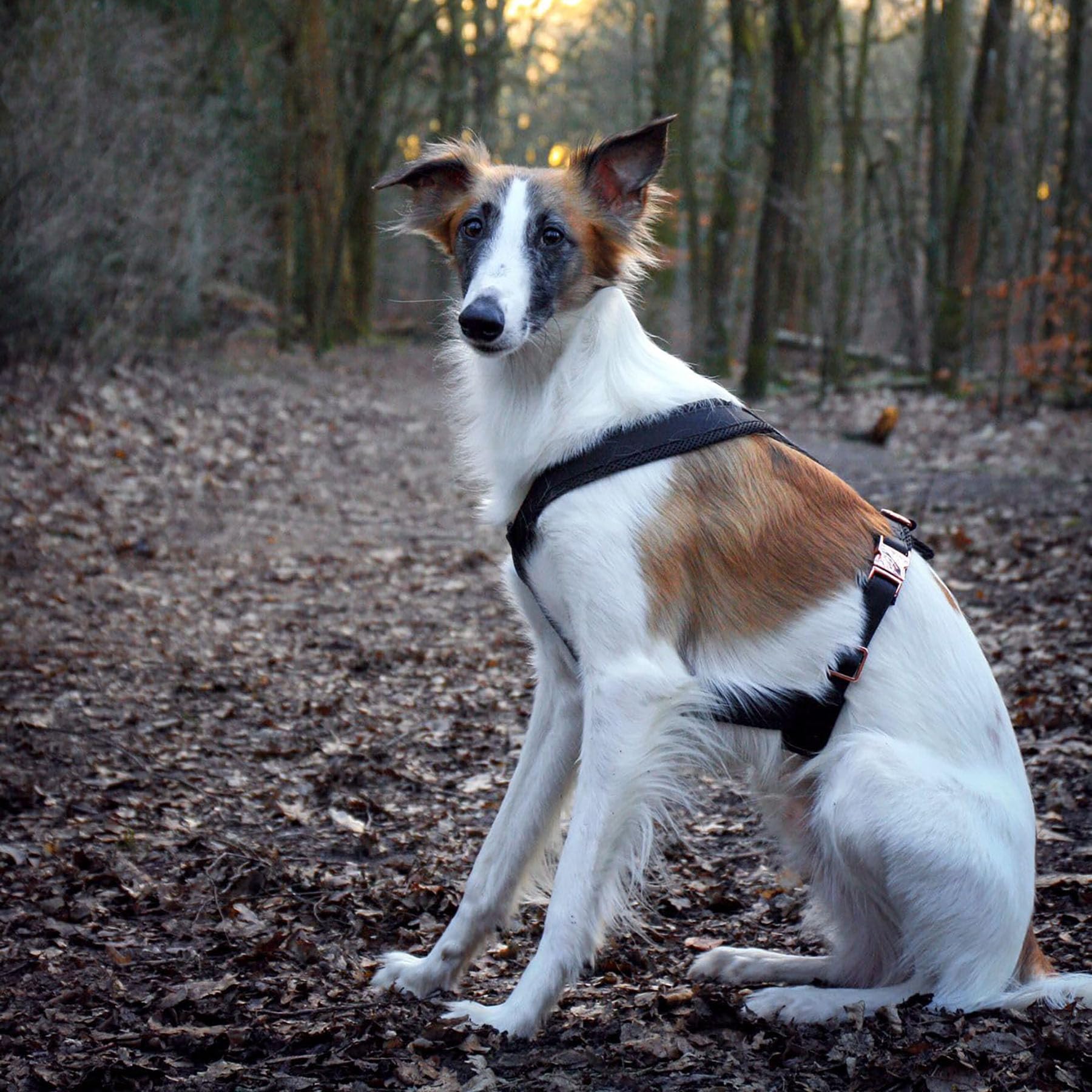 EDEL&SCHNELL Windhundgeschirr schwarz Größe S verstellbares Whippet Geschirr aus bequemen Webband mit Schnallen in Rosegold Hundegeschirr kleine Hunde
